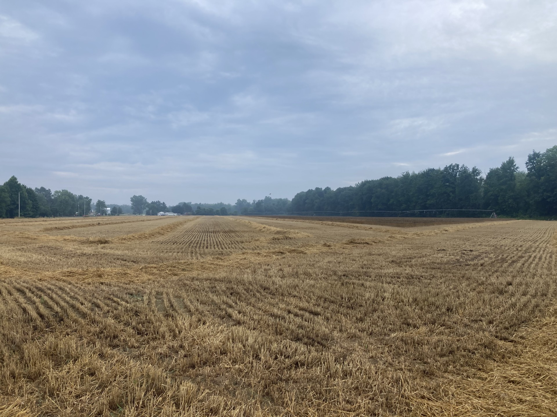A field full of cut straw.